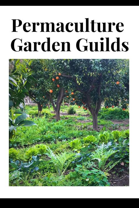 Permaculture Garden Plan, Food Forest Guilds, Food Forest Layout Permaculture Design, Permaculture Orchard Layout, How To Build A Food Forest, Fruit Tree Guild Permaculture Design, Permaculture Herb Garden, Plum Tree Guild, Fruit Tree Guild Plans