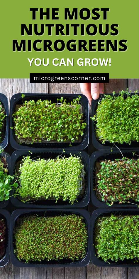 What are the most nutritious microgreens to grow? With more than 100 types of microgreens it can be difficult to decide which to grow. How about growing the most nutritious microgreens! Here is a list with the 14 most nutritious microgreens. Microgreens Garden, How To Grow Microgreens, Microgreens Recipe, Grow Microgreens, Beds Diy, Micro Greens, Hydroponic Farming, Growing Microgreens, Simple Garden