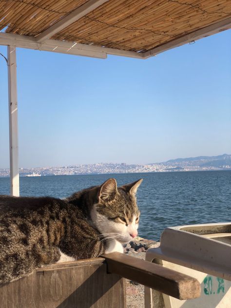 #cats #catlover #izmir #konak #daily #days Cat Lovers