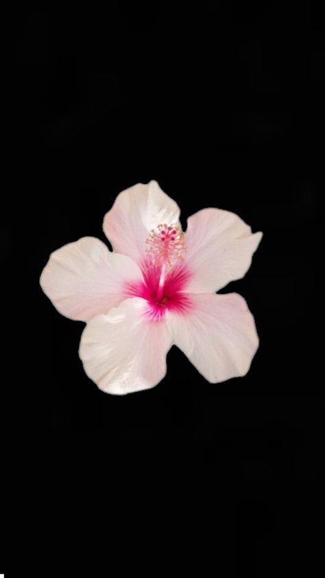 Habisquis Flower, Hibiscus Flower Wallpaper Iphone Black Background, Hibiscus Flower Widget, Hibiscus Flower Wallpaper Aesthetic Pink, Pink Hibiscus Wallpaper, Hibiscus Flower, Hibiscus Flower Black Background, Hibiscus White Background, Pink Hibiscus Black Background