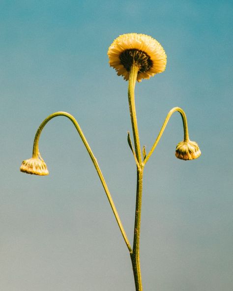 LOEWE Perfumes on Instagram: “It was the belief of German photographer Karl Blossfeldt, whose iconic photographs adorn our perfumes, that only the close study of natural…” Iconic Photographs, Karl Blossfeldt, Spring Mood, Wild Plants, What Is Tumblr, Growing Flowers, Web Development Design, Life Photography, Flowers Photography