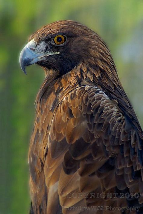 Eastern Imperial Eagle White Tailed Eagle, Imperial Eagle, Albanian Culture, Wolf Quotes, Bird Of Prey, Golden Eagle, Birds Of Prey, Bald Eagle, Eagles