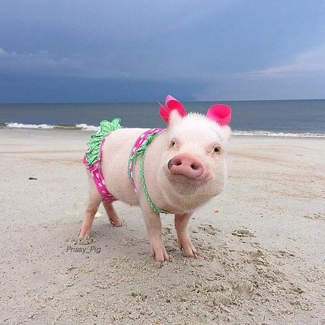 Nothing like a pig in a pigkini. LOL Pigs, The Beach, Pink, On Instagram, Instagram