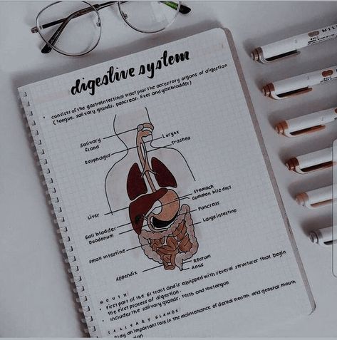 Aesthetic Digestive System, Digestion Notes Aesthetic, Digestive System Diagram Aesthetic, Excretory System Notes Aesthetic, Highschool Biology Notes, Digestive System Aesthetic, Health Sciences Aesthetic, Human Digestive System Notes, Digestive System Diagram Project