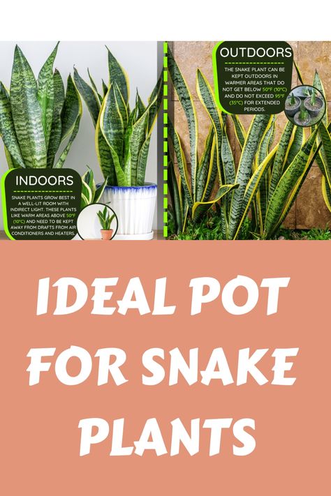 Ideal Pot for Snake Plants Best Pot For Snake Plant, Best Pots For Indoor Plants, Potting Plants For Beginners, Pots For Snake Plants, Snake Plant Pot Ideas, Care For Snake Plant, Snake Plant Pot, Types Of Snake Plants, Inside House Plants