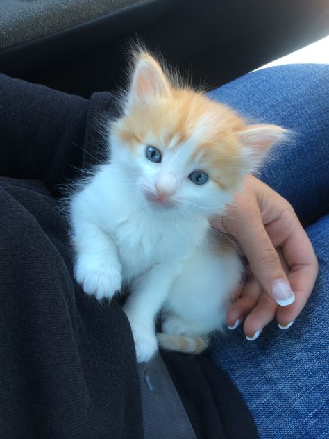 Kitten With Blue Eyes, Orange White Cat, White And Orange Cat, White Kitten Blue Eyes, White Cat Breeds, Orange And White Kitten, Orange Cat With Blue Eyes, Orange Cat And White Cat, Fluffy Orange And White Cat