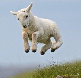 Leaping Lamb Sheep Jumping, Spring Animals, Cute Goats, Baby Lamb, Baby Animals Pictures, Cute Sheep, A Sheep, Baby Goats, Animal Wallpaper