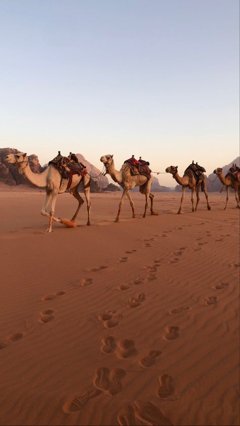 Camel in jordan 🇯🇴 #camel #jordan #travelling #desert #jordantravel Ig: @layalhbl Jordan Desert, Jordan Egypt, Jordan Aesthetic, Jordan Country, Egypt Aesthetic, Dubai Aesthetic, Jordan Travel, Arab Culture, Desert Vibes