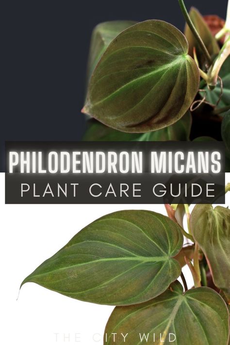 Philodendron Care, Philodendron Micans, Heart Leaf Philodendron, Plant Care Guide, Philodendron Plant, Pot Plants, Indoor Gardens, Houseplants Indoor, Summer Plants