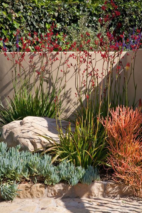 Front Yard Landscaping Australian Modern, Lawn Ideas, Low Water Landscaping, Funny Vine, Australian Native Garden, Drought Tolerant Garden, Succulent Garden Design, Drought Tolerant Landscape, Dry Garden