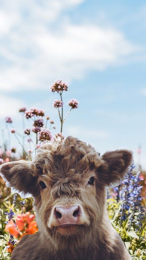 Highland Cow Cute Wallpaper, Cow Cute Wallpaper, Highland Cow Wallpaper Iphone, Cow Phone Wallpaper, Cow Wallpaper Iphone, Highland Cow Wallpaper, Cow Cute, Cow Wallpaper, Favorite Wallpaper