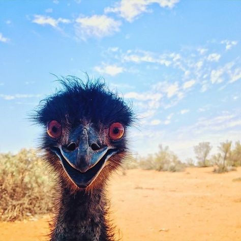 Australia on Twitter: Hello Photo, Ugly Animals, Australian Birds, Australian Animals, Happy Animals, Emu, Animal Photo, Goa, Beautiful Creatures