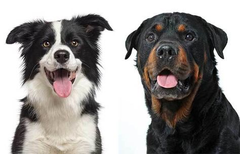 What Is A Rottweiler Collie Mix? Rotties Rottweilers, German Shepherd Rottweiler Mix, Dog Poo, Rottweiler Mix, Designer Dogs, Collie Puppies, Border Collie Mix, Border Collie Puppies, Collie Mix