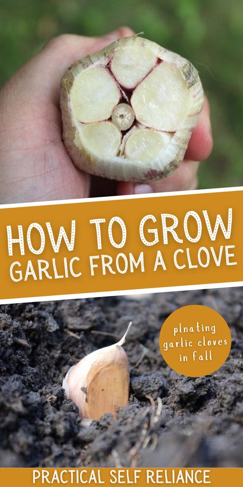 Plant Garlic In Fall, How To Plant Garlic From Cloves, Plant Garlic From Clove, What To Grow In The Fall, How To Plant Garlic In The Fall, Planting Garlic From Cloves, How To Grow Garlic From A Clove, How To Grow Garlic, Grow Garlic From Clove