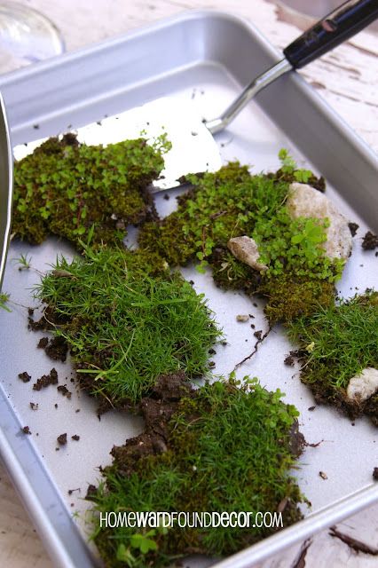 Types Of Moss, Growing Moss, Beautiful Terrariums, Moss Decor, Moss Plant, Moss Terrarium, Moss Garden, Bedroom Remodel, Tiny Plants