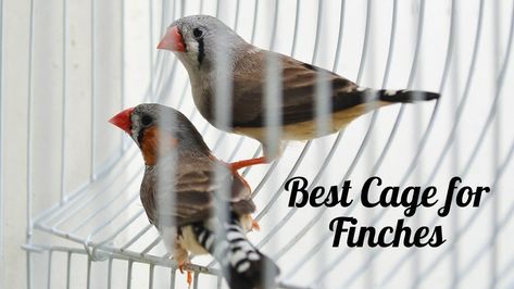 Here are the reviews of the Best cages for finches in your home. As a bird lover, you may want to have a few canaries,  or finches at home. #birdcages #birdlover #finch, #bird #cage Finch Cage, Finch Bird, Bird Hunter, Bird Facts, Zebra Finch, Finches Bird, Birds Of Australia, Bird Care, Bird Hunting