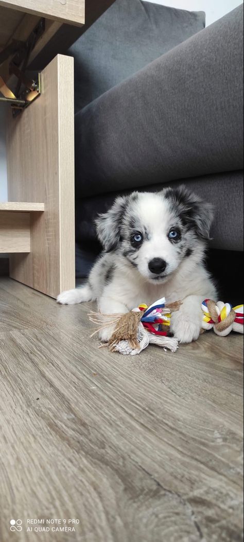 Border Collie Puppies Blue Merle, Blue Merle Border Collie Puppy, Merle Border Collie Puppy, Blue Border Collie, Border Collie Merle, Blue Merle Border Collie, Blue Merle Collie, Merle Border Collie, White Border Collie