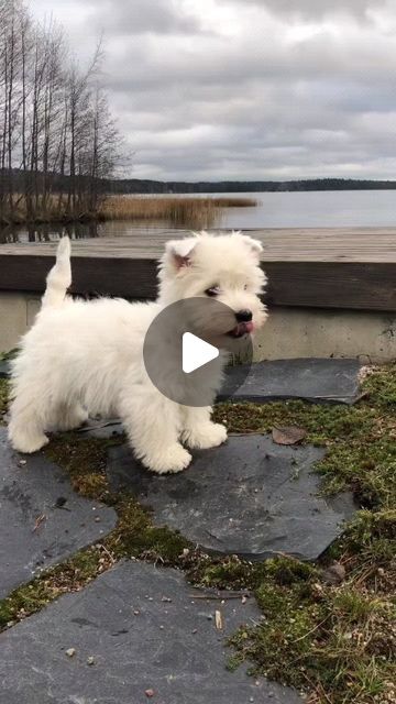 West Highland Terrier Puppy, Westie Puppies, Highland Terrier, Highlands Terrier, West Highland White, White Terrier, West Highland Terrier, West Highland White Terrier, West Highlands