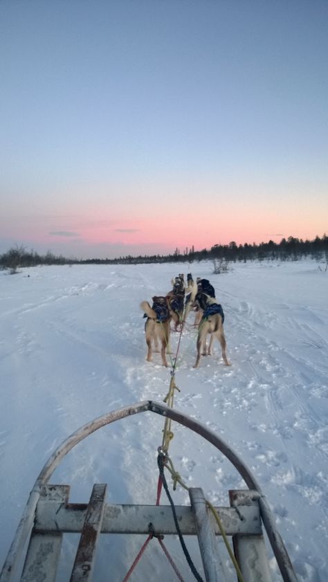 Dog sledging, Kiruna, Sweden Kiruna Sweden, Cross Country Skiing, Dog Travel, Dog Sledding, Sweden, Bucket List, Skiing, Mood Board, Vision Board