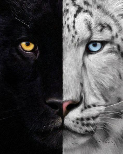 black/white Regard Animal, Albino Animals, Big Cats Art, Animale Rare, Black Tigers, Funny Dog Pictures, Majestic Animals, Snow Leopard, Day For Night