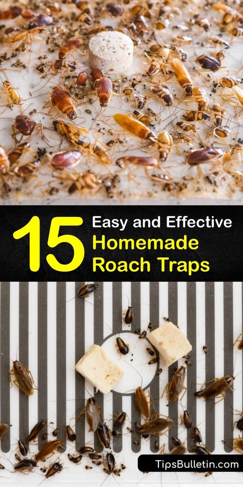 Learn about cockroach bait and constructing a homemade trap for the German cockroach, Oriental cockroach, and American cockroach. Combine a roach bait like peanut butter or wine with a DIY trap idea and get rid of your roach infestation fast. #homemade #roach #traps Kill Roaches Naturally, Home Remedies For Cockroaches, Home Remedies For Roaches, Cockroach Repellent, Roach Infestation, Diy Bug Repellent, German Cockroach, Kill Roaches, Diy Bug Spray