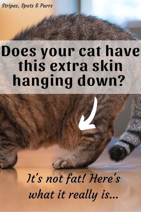 Cat Age Chart, Katt Diy, Cat Pouch, Cat Ages, Extra Skin, Cat Hacks, Cat Info, Cat Hammock, Cat Care Tips