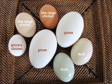 goose egg vs chicken egg | ... free-range chicken eggs are also huge, almost as large as a duck egg Goose Eggs, Portable Chicken Coop, Diy Classroom Decorations, Duck Eggs, Free Range Chickens, Hobby Farm, Egg Laying, Poultry Farm, Awesome Animals