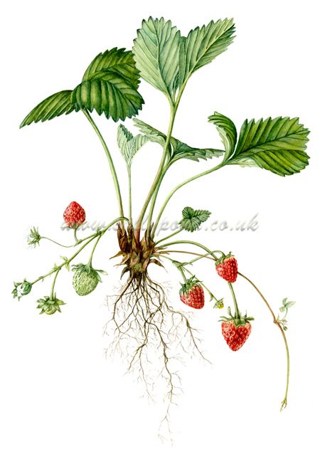 botanical illustration of a strawberry plant, showing leaves ... Roots Drawing, Strawberry Plant, Jar Packaging, Strawberry Plants, Plant Drawing, Vegetable Garden Design, Botanical Painting, Botanical Beauty, Tile Pattern