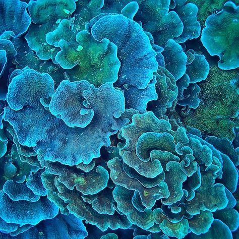 Coral Reef Texture, Ceramic Coral Reefs, Coral Reef Drawing, Coral Reef Photography, Macro Texture, Reef Pattern, Intro To Art, Sea Texture, Higher Art