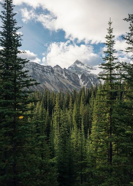 Green pine forest with rockies mountain ... | Premium Photo #Freepik #photo #pine-forest #forest-mountains #tree-landscape #valley Pine Trees And Mountains, Pine Forest Mountain, Pine Forest Landscape, Fantasy Pine Forest, Pine Tree Landscape, Forest Landscape Photography, Pnw Forest, Mountain Trees, Pine Tree Forest