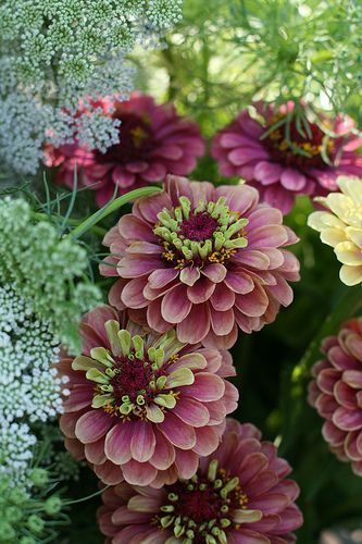 Zinnia Garden, Zinnia Flowers, Cut Flower Garden, Colored Flowers, Flower Farm, Beautiful Blooms, Love Flowers, Garden Beds, Wabi Sabi