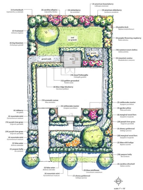 Native Plant Landscape, Honeysuckle Vine, Redbud Tree, Native Plant Gardening, Street Trees, Planting Plan, Plant Information, Pollinator Garden, Native Garden