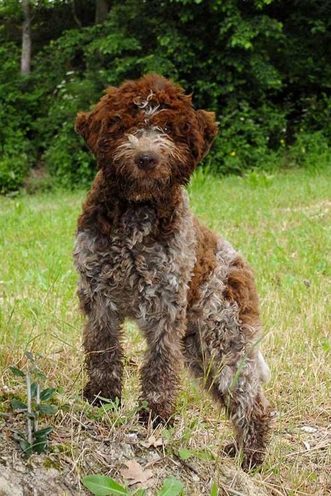 Italian Spinone, Family Dogs Breeds, Most Beautiful Dog Breeds, Hypoallergenic Dog Breed, Lagotto Romagnolo, 2023 Goals, Unique Dog Breeds, Akc Breeds, Beautiful Dog Breeds