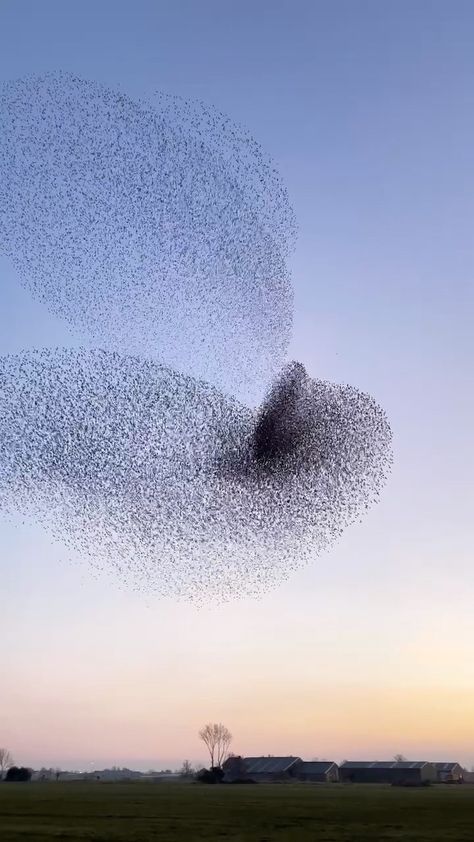 earth on Instagram: A hypnotizing murmuration of starlings dancing in the sky. cc: @claireonline Budgies Parrot, Dancing In The Sky, Murmuration Art, Eternal Summer, Diy Canvas Art Painting, Starling, Beautiful Places To Travel, Diy Canvas Art, Canvas Art Painting