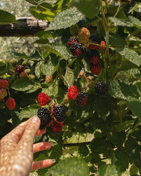 Picking Raspberries Aesthetic, Berry Bush Aesthetic, Blackberry Bush Aesthetic, Raspberry Bush Aesthetic, Picking Berries Aesthetic, Blackberry Picking Aesthetic, Blackberries Aesthetic, Berry Picking Aesthetic, Blackberry Aesthetic