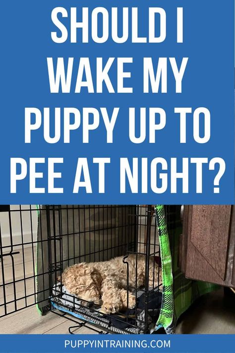 Crate Potty Training Puppy, Night Time Puppy Potty Training, How To Train Your Puppy To Pee Outside, Puppy Night Training Sleep, Puppy Sleep Schedule, Kennel Training A Puppy At Night, Puppy Potty Training In 3 Days, Potty Training Puppy Schedule, Crate Training Puppy At Night