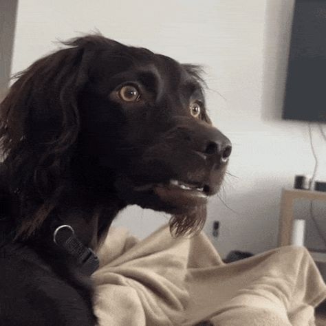 Bobawooyo Dog Confused GIF - Bobawooyo Dog confused Dog huh - Discover & Share GIFs Dog Puppet, Surprised Dog, What Gif, Meme Gifs, Dog Fails, Smile Gif, Dog Funny, Silly Dogs, We Bare Bears