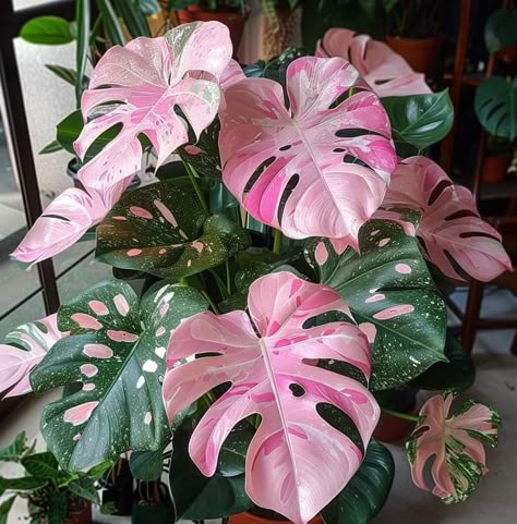 Monstera plant Pink Monstera Plant, Colorful House Plants, Succulent Aesthetic, Pink Monstera, Tropical Houseplants, Vertical Garden Plants, Goth Garden, Purple Plants, Pink Plant