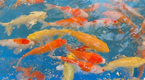 Weird Art Wallpaper Laptop, Ocean Medium Widget, Orange Ocean Aesthetic, Koi Fish Header, Juminocore Wallpaper Desktop, Fish Background Aesthetic, Aquarium Widget, Koi Fish Widget, Copyright Free Images Aesthetic