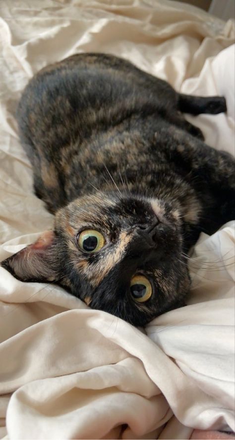 Cute cat tortoise shell aesthetic photography green eyes tortie kitten adorable Tortoise Cat Kittens, Tortoise Shell Cat Aesthetic, Tortie Cat Aesthetic, Tortoiseshell Cat Aesthetic, Tortishell Cat Aesthetic, Tortoishell Cats, Torti Cat, Tortoise Cats, Tortie Kitten