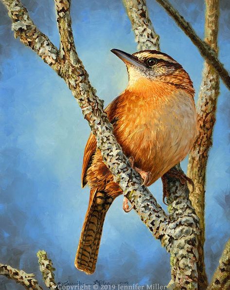 2019 Spotlight: Jennifer Miller | West End Gallery #wren #carolinewren #birds #birdwatching  #birdwatch #fineart #oilpainting #birdlovers Carolina Wren, Jennifer Miller, Wild Art, Feather Painting, Birdwatching, Nature Paintings, West End, Wildlife Art, Wren