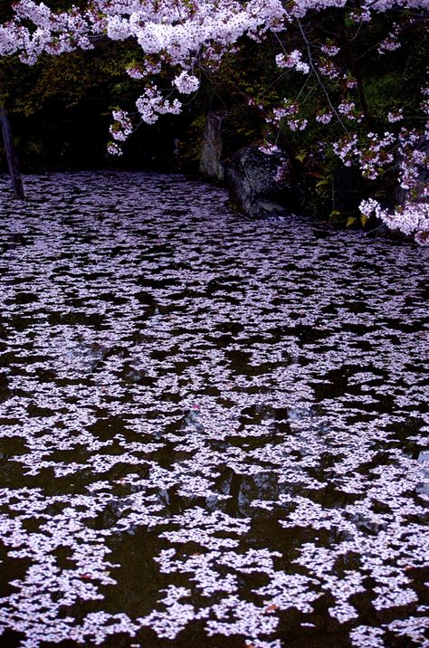 Sakura Petals, Kyoto, Japan Cherry Blossom Petals, Purple Stuff, Belle Nature, Cool Winter, Purple Love, All Things Purple, Belleza Natural, Belle Photo, Nature Beauty