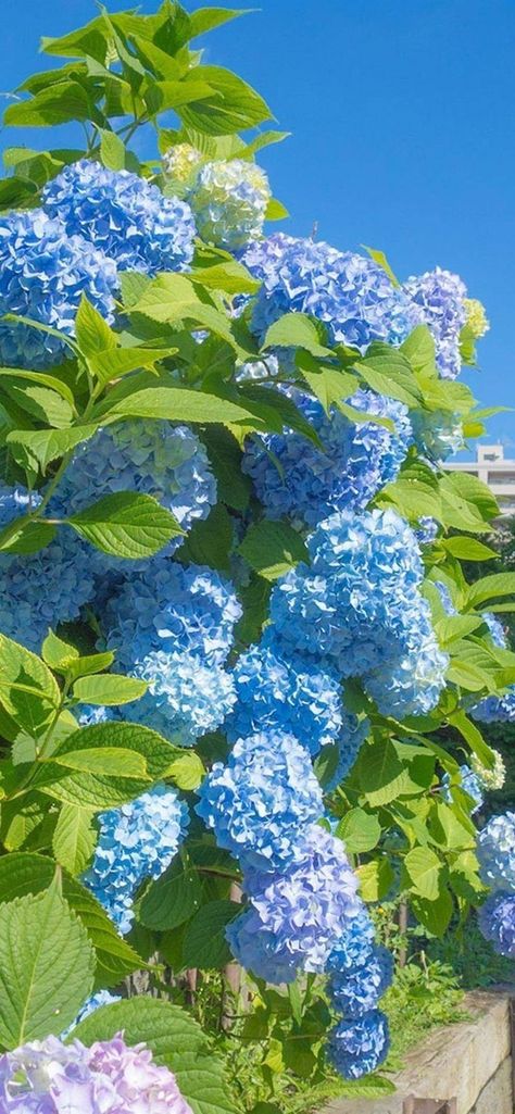 Blue Hydrangea Aesthetic Wallpaper, Blue Hydrangea Wallpaper Iphone, Blue Flowers Wallpaper Aesthetic, Puding Mangga, Background Pixel, Hydrangea Wallpaper, Blue Hydrangea Flowers, Blue Flower Wallpaper, Peonies And Hydrangeas