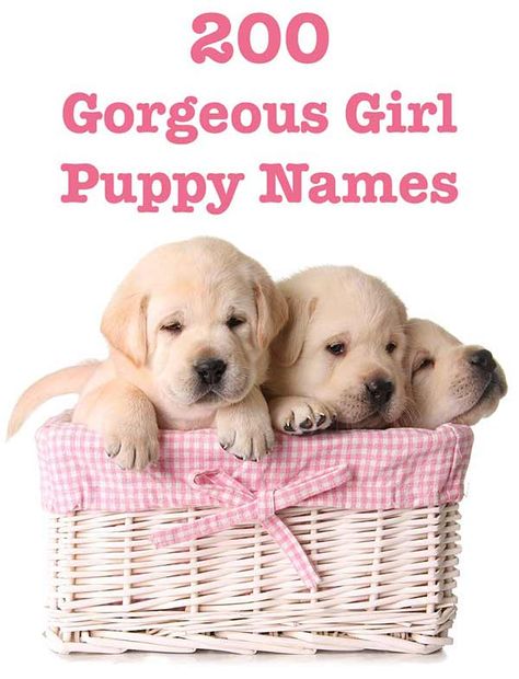 Girl Puppy Names Unique, Puppy Girl Names, Best Female Dog Names, Puppy Names Unique, Girl Dog Names Unique, Puppies Names Female, Funny Dog Names, Cute Puppy Names, Dog Names Unique