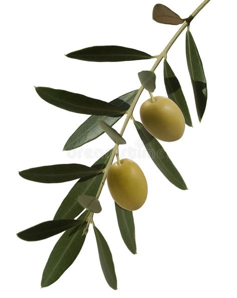 Olive branch with two olives. Olive plant, branch with leaves and two olives , #AFFILIATE, #branch, #Olive, #olives, #leaves, #plant #ad Olive Plant, Branch With Leaves, Infused Olive Oil, Organic Olive Oil, Olive Leaf, Olive Tree, Olive Branch, Nature Images, Botanical Illustration