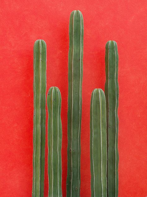 Photo | Runaway Gypsy | Bloglovinâ€™ Green Cactus, Cactus Y Suculentas, Cacti And Succulents, Plant Life, Texture Painting, Belle Photo, Cactus Plants, Color Inspiration, Flower Power