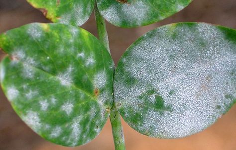 Plant fungus treament Garden Remedies, Plant Fungus, Garden Pest Control, Plant Problems, Powdery Mildew, Plant Diseases, Garden Pests, Outdoor Plants, Plant Care