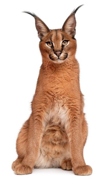 Caracal Aesthetic, Caracal Kittens, Big Floppa, Caracal Cat, African Elephant, Fluffy Cat, African Animals, Big Cats, Premium Photo