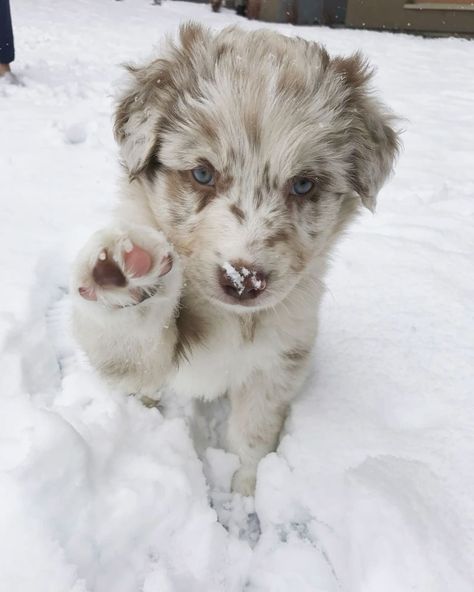 After 700 days at the shelter, an elderly dog finally got a new home and a new name! Mini Shepard Dog, Australian Shepard Puppy Aesthetic, Red Merle Mini Aussie, Red Merle Australian Shepherd Puppy, Corgi Australian Shepherd, Mini Australian Shepard, Mini Aussie Puppy, Red Merle Australian Shepherd, Mini Aussies