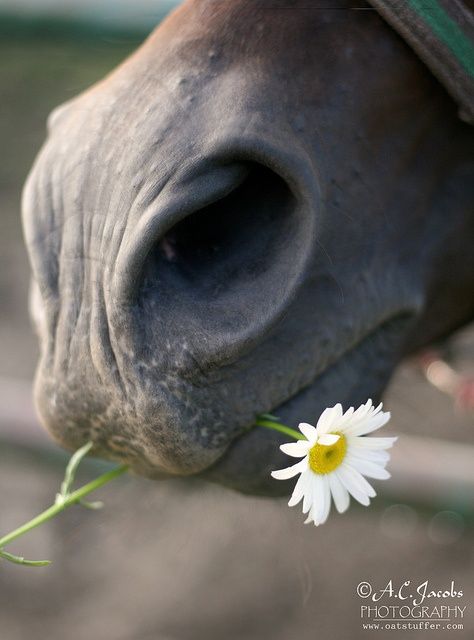 Regard Animal, Cai Sălbatici, Horse Anatomy, All The Pretty Horses, Horse Crazy, Horse Sculpture, Pretty Horses, Horse Photography, Horse Pictures